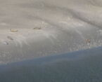 Ansicht von 5 Robben am Nordseestrand