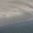 Ansicht von 5 Robben am Nordseestrand
