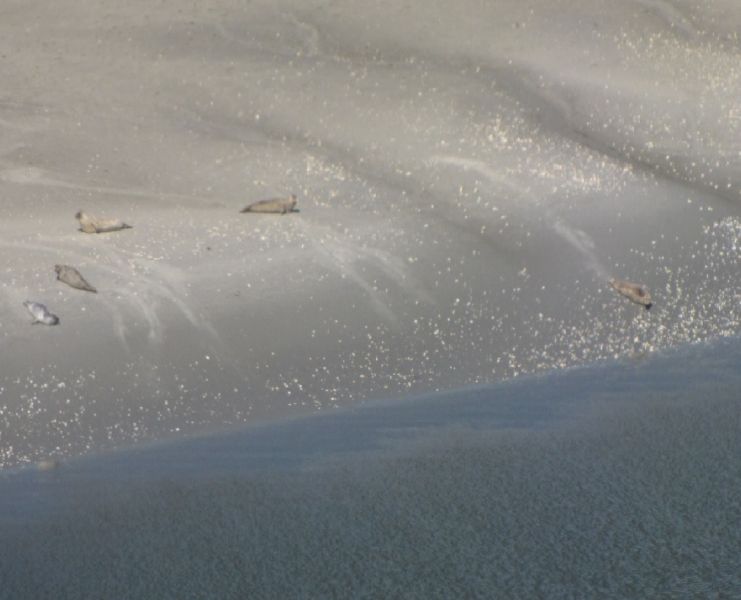 Ansicht von 5 Robben am Nordseestrand