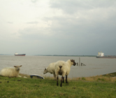 Ansicht der Elbe bei Kollmar mit Schafen im Vordergrund und Schiffen im Hintergrund